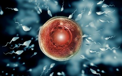 Supporting Fertility through Structure