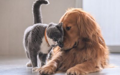 Our Fur Babies and the Four Pillars of Wellness