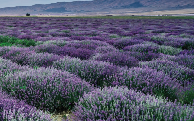 Why Young Living Essential Oils are my only choice