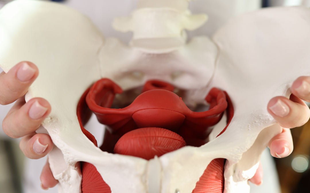 The Importance of the Often Missed Pelvic Floor!