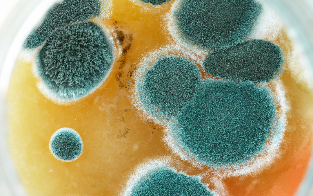 Holistic Approaches to Mold Remediation: Naturally Repairing Home and Body