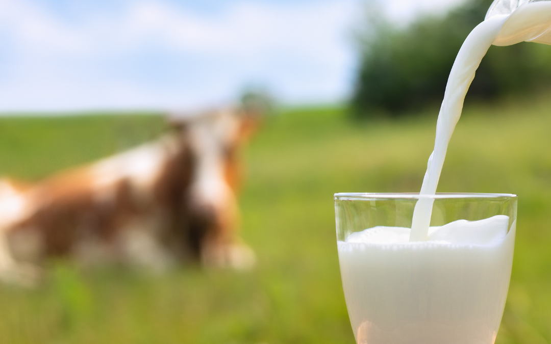 Navigating the Landscape of Dairy Varieties